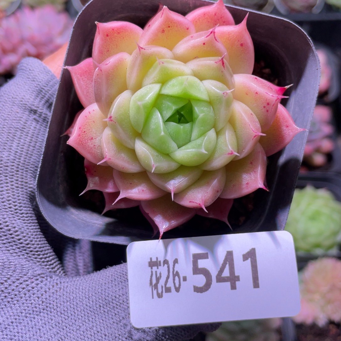 花利美26-541麦秆