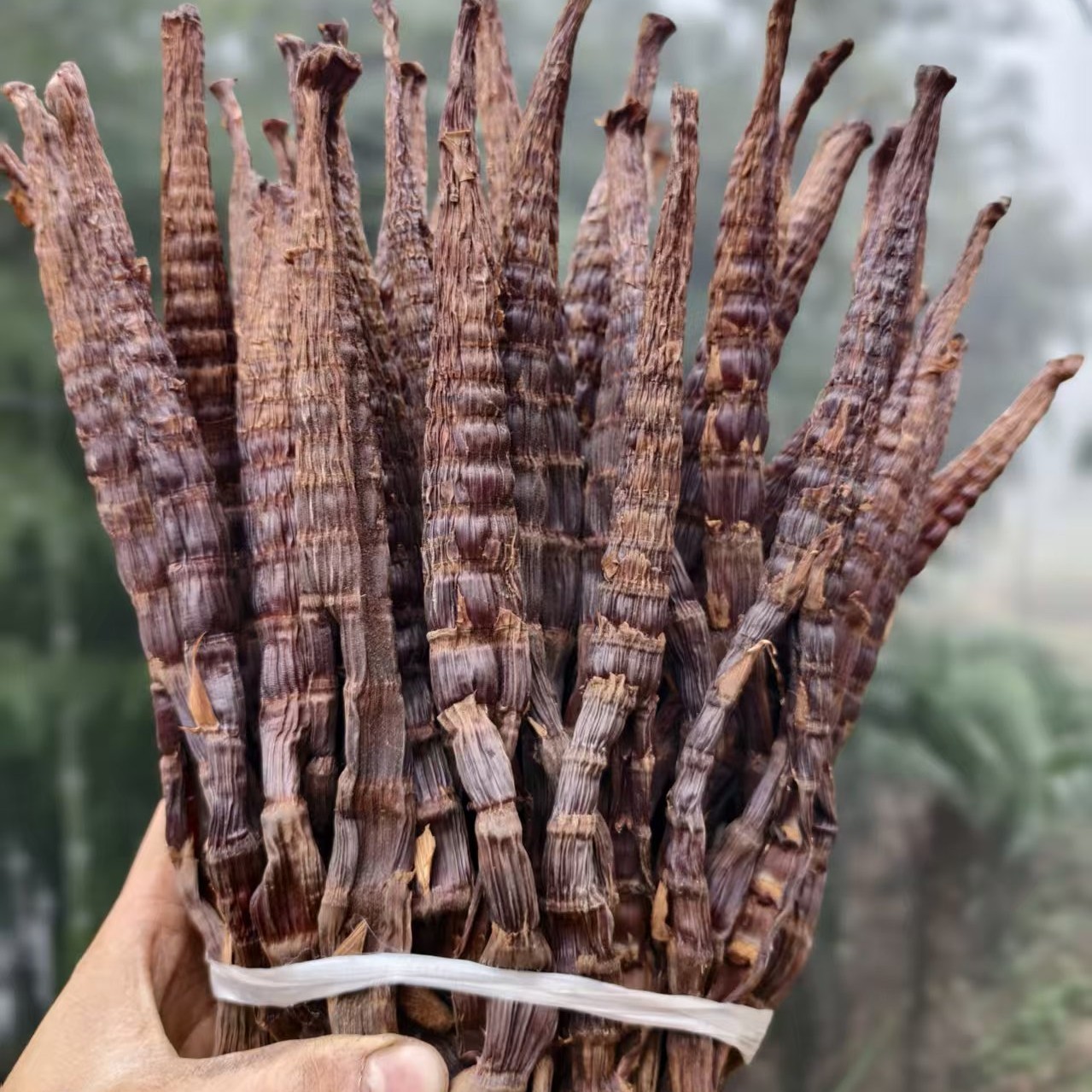 四川水尾大竹笋 传统烟熏笋