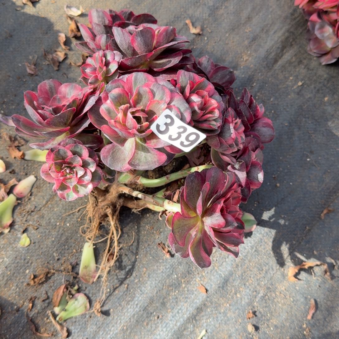 峡***明339多肉植物魅金玫瑰锦无主头有干伤