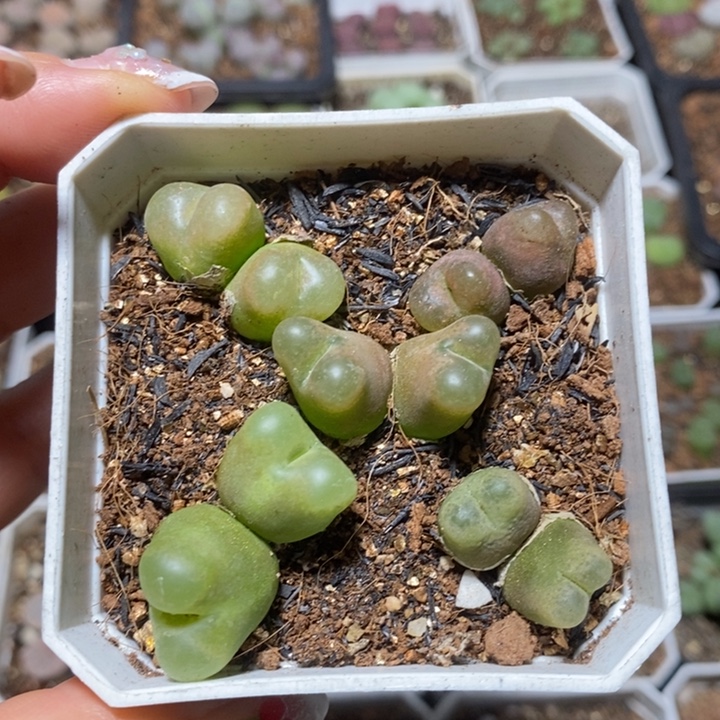 优选双头彩毛特价