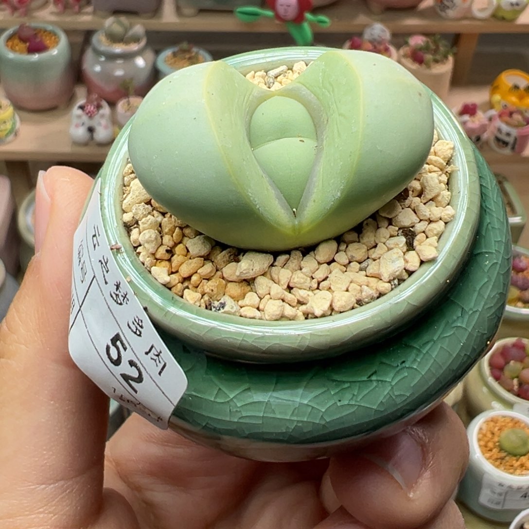 多肉植物52号元宝