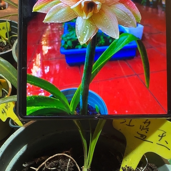 红蓝玉1.6厘米 可寄养