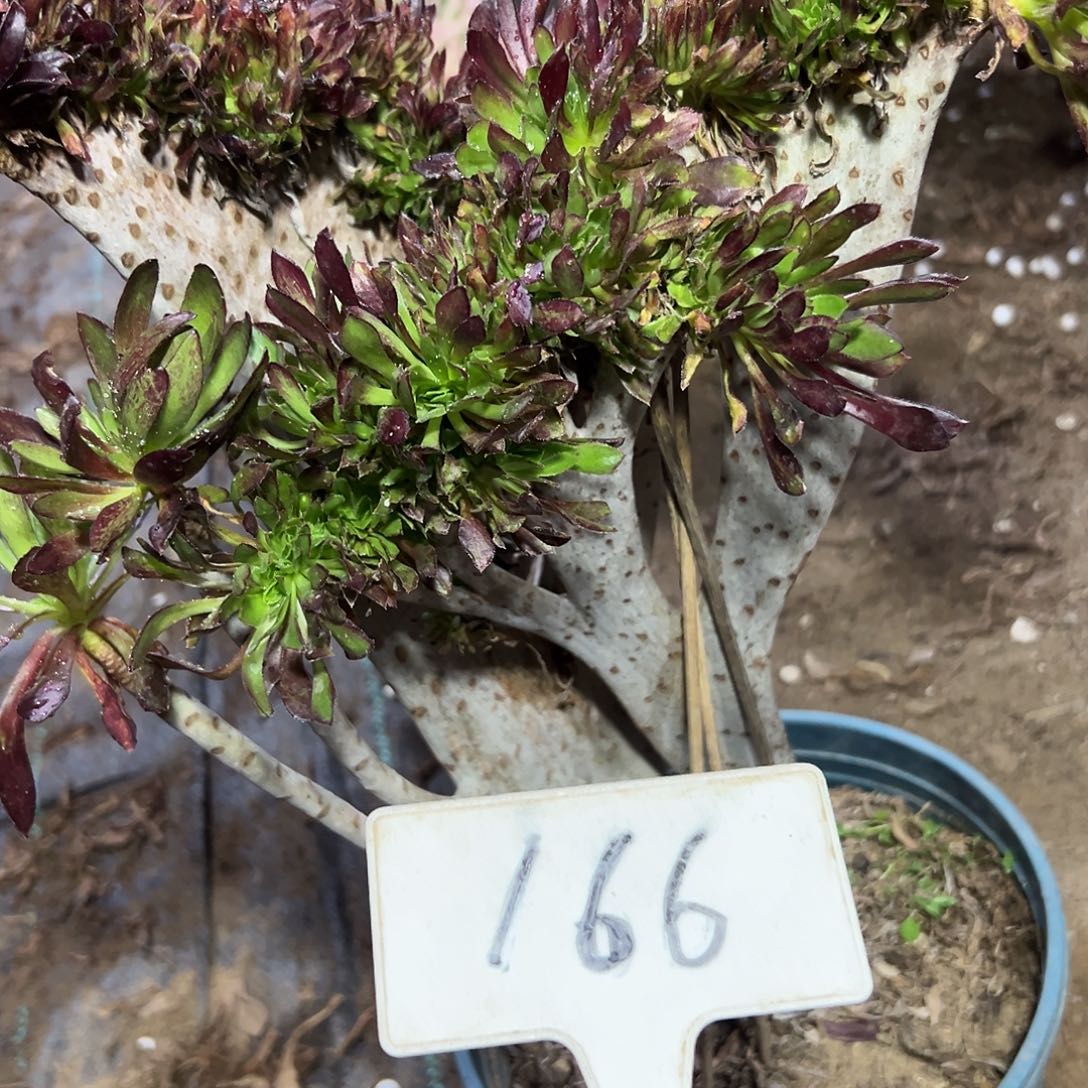 多肉植物黑法师缀花166