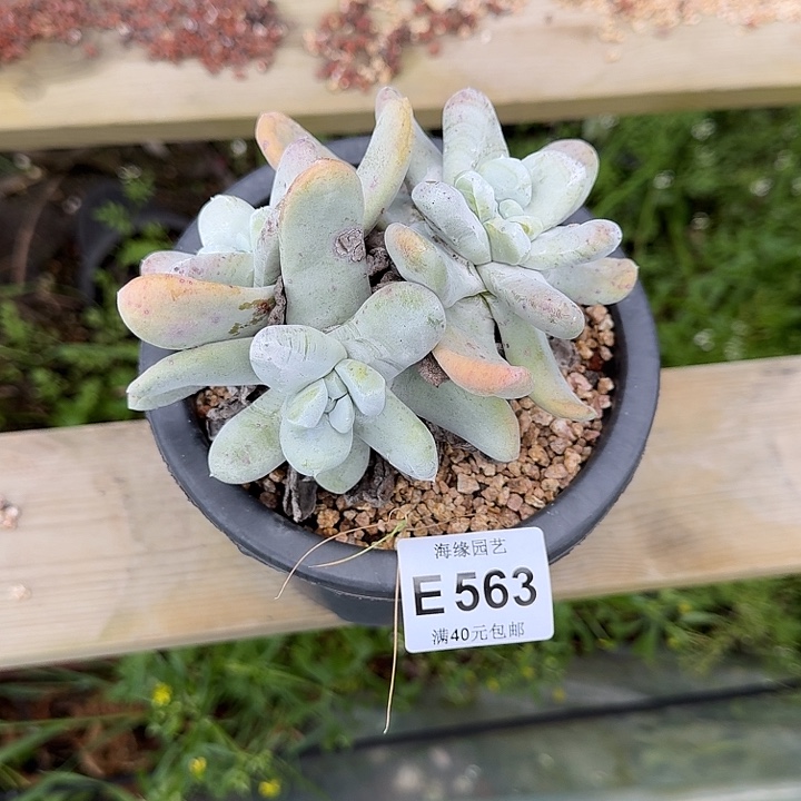 拇指仙女杯一物一拍