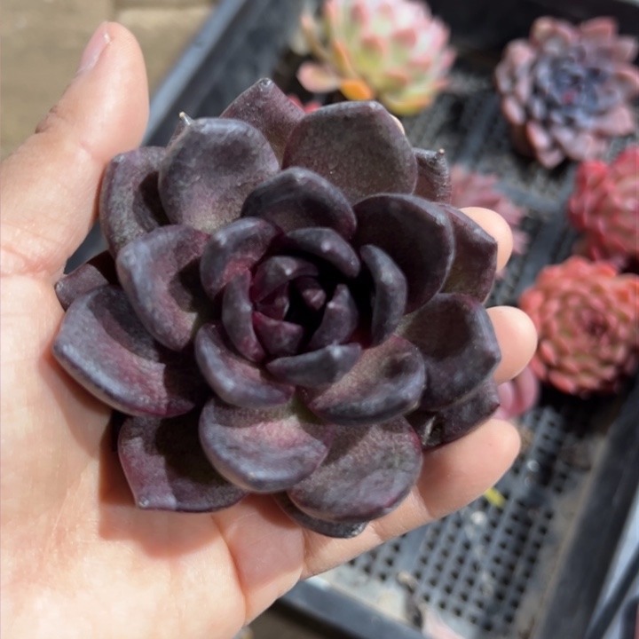 玄武 多肉植物 裸根