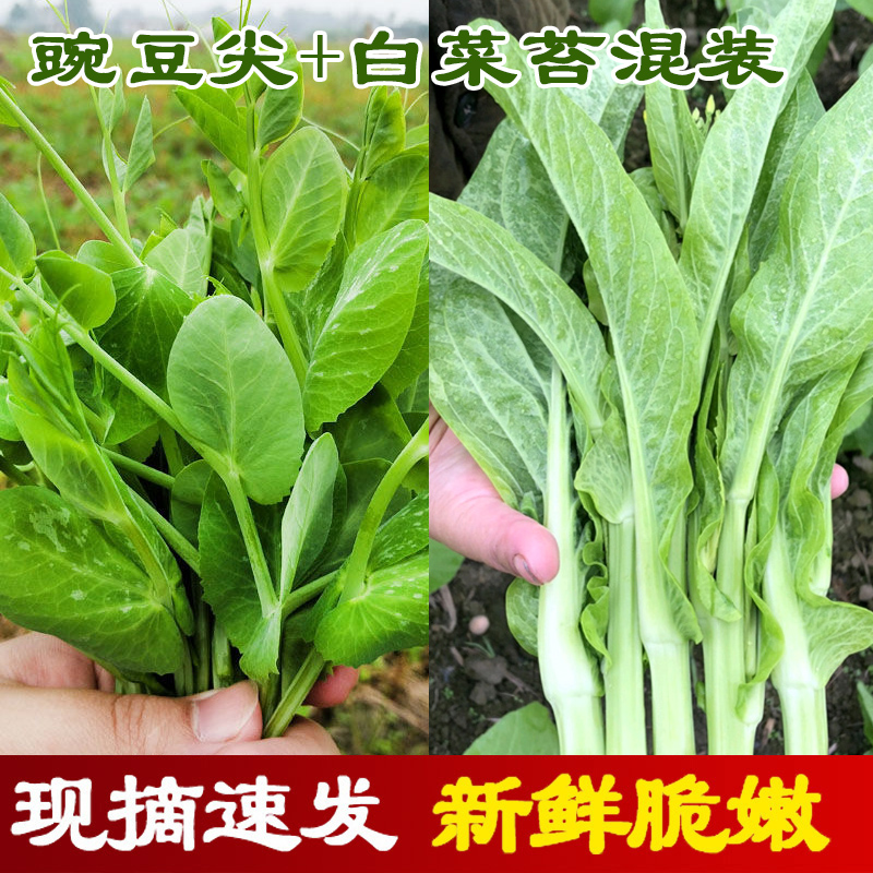 四川新鲜白菜苔+豌豆尖豌豆苗青菜苔组合拼装混装农家自种