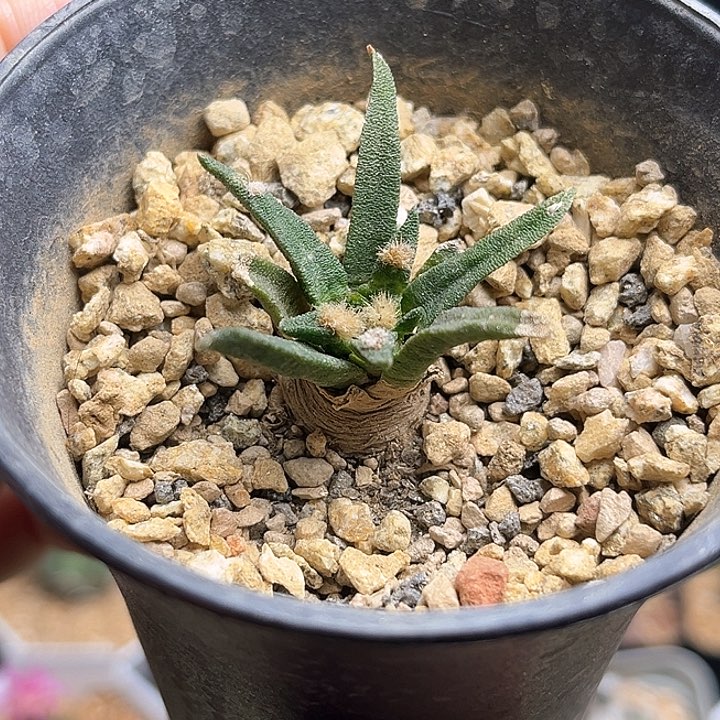 龙舌兰牡丹实生球一颗