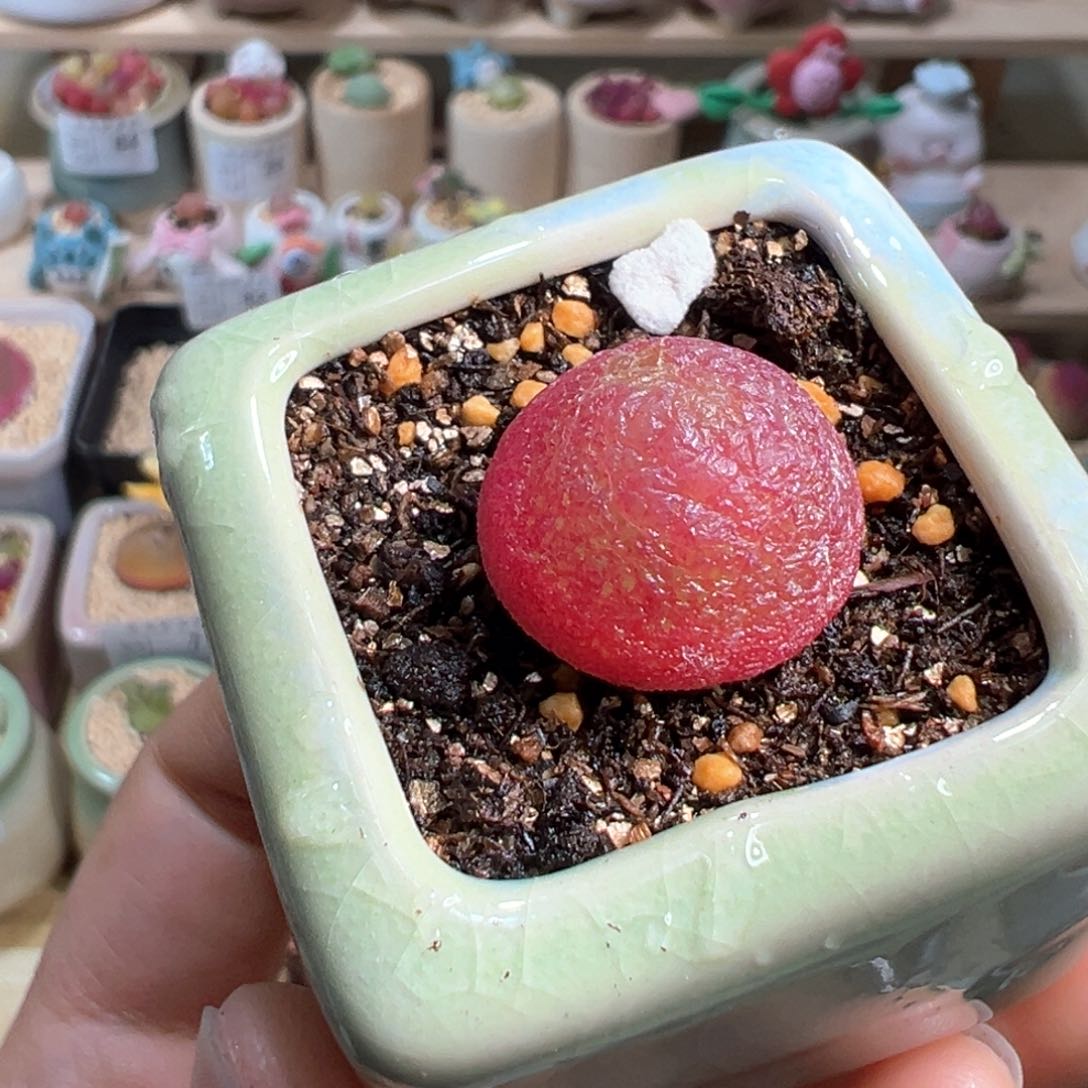 多肉植物87号灯泡