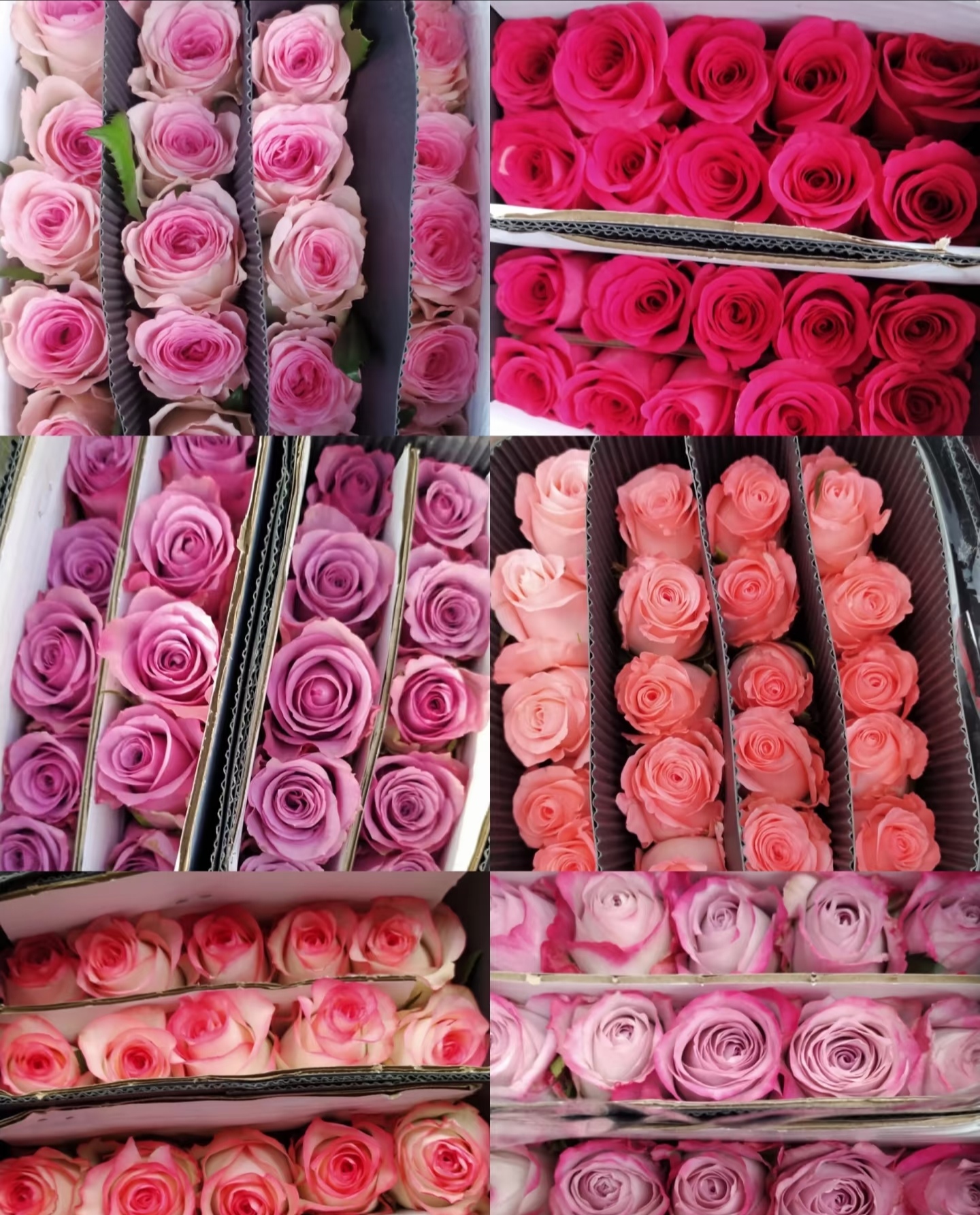 基地玫瑰  一手货源