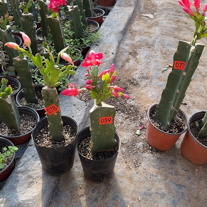 兰***亭078+059嫁接蟹爪兰：贵族红+索菲亚