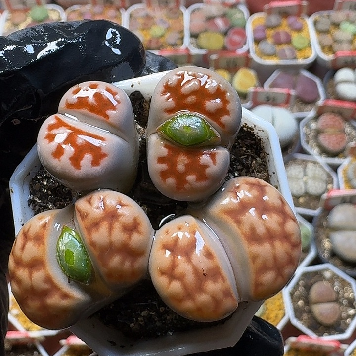 生石花22//。在。   328号