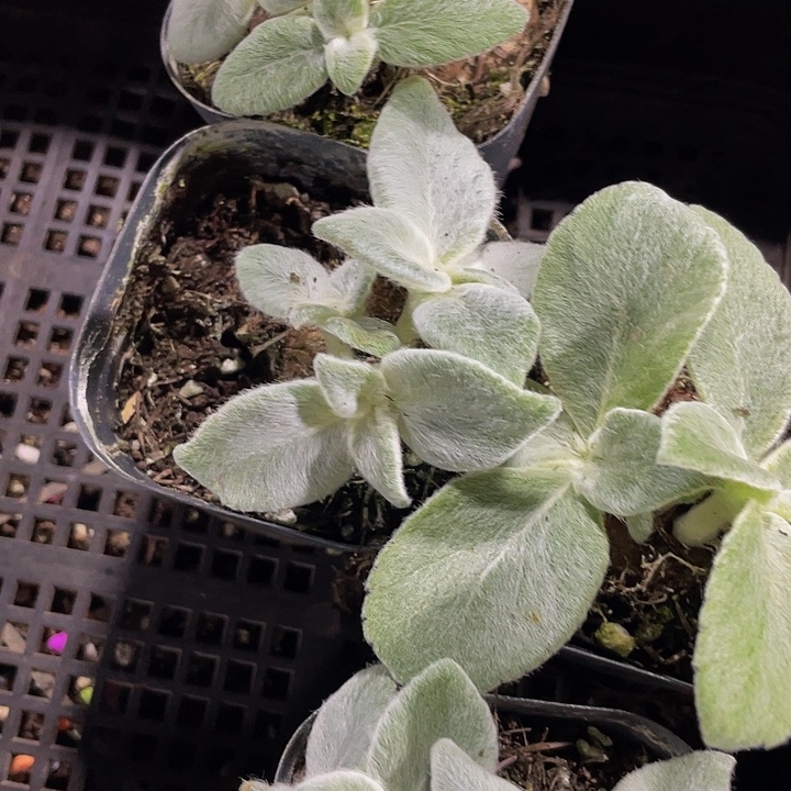 断崖女王带盆土发货