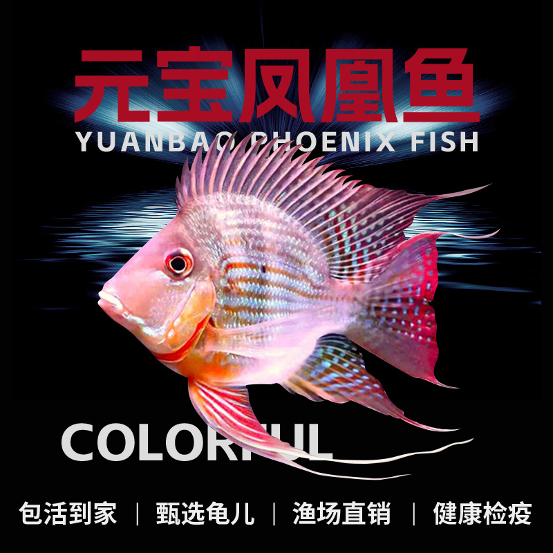 精品高端元宝凤凰0号热带淡水鱼高档龙鱼虎鱼魟鱼配鱼活体观赏鱼