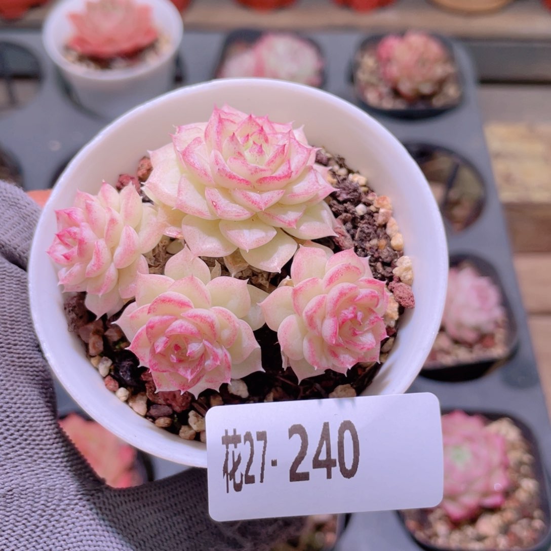 花利美27-240白天鹅