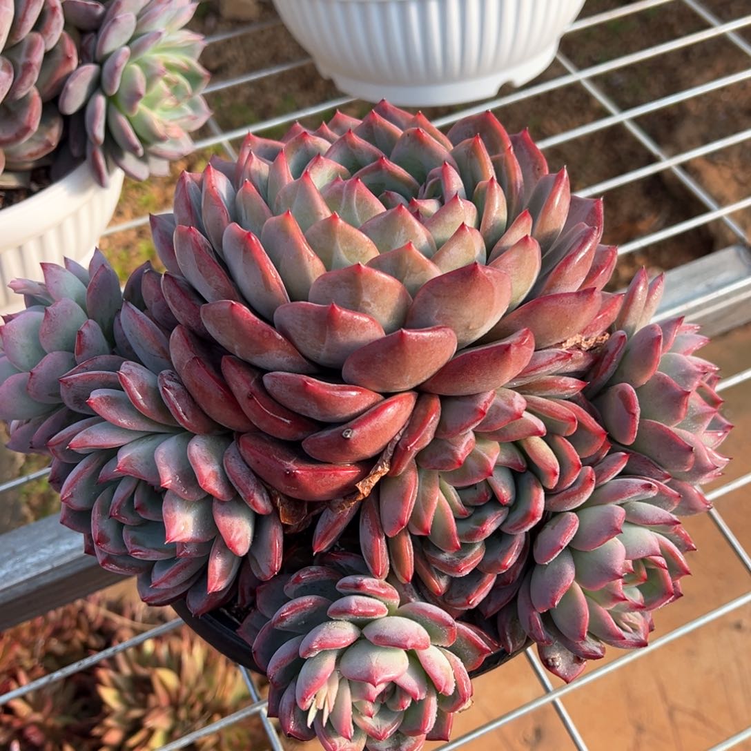 草莓樱桃大群多肉植物