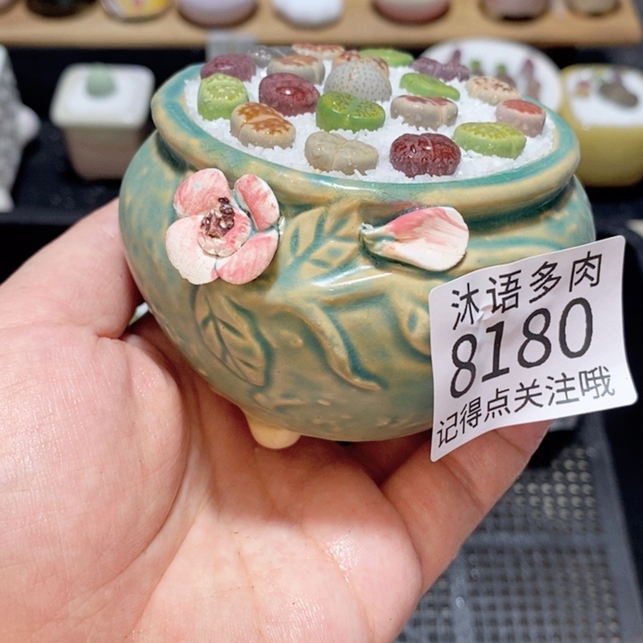 带盆土植物 精美盆栽8180