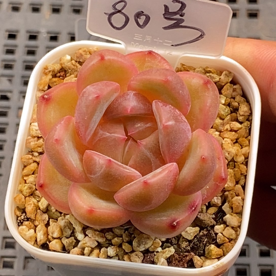 天官赐福百无禁忌