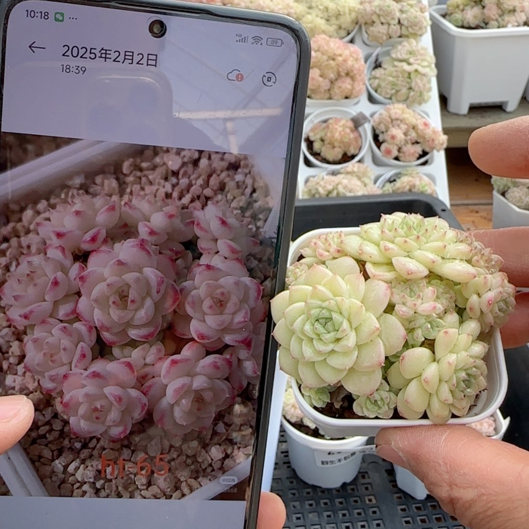 【闪购商品】0214-27（ht-65）