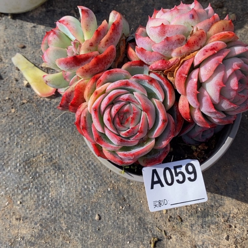 【闪购商品】玲*多肉植物的