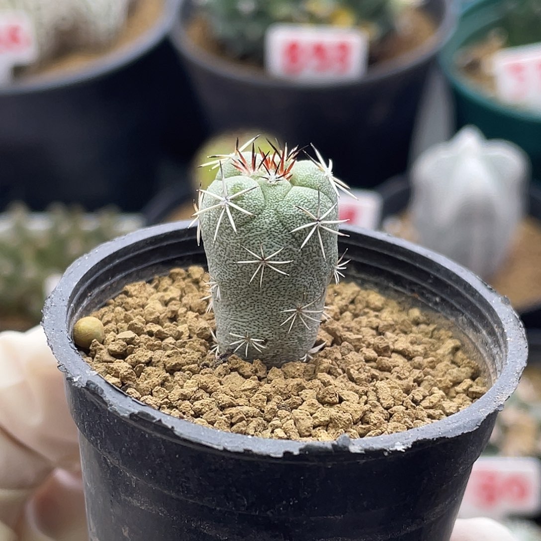 实生大玉帝王丸仙人球