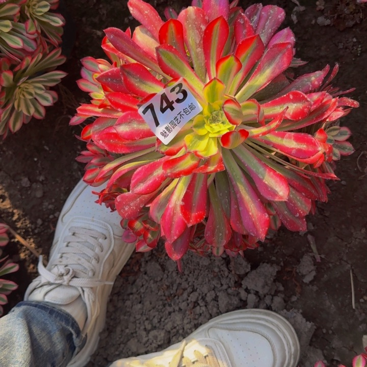 后羿花29-6包邮花花