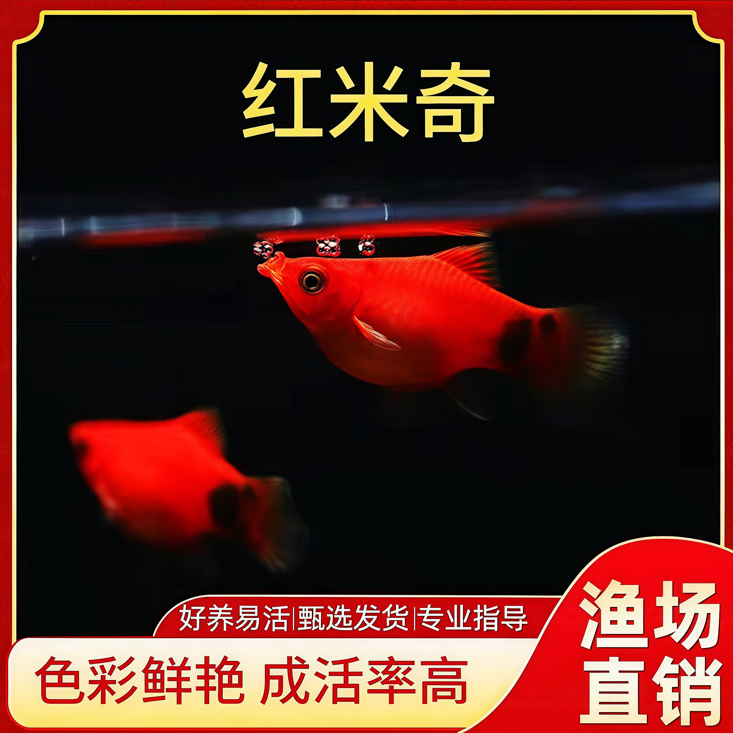 米奇鱼小型胎生皮球小鱼观赏鱼热带鱼玛丽孔雀鱼耐活好养包活包邮