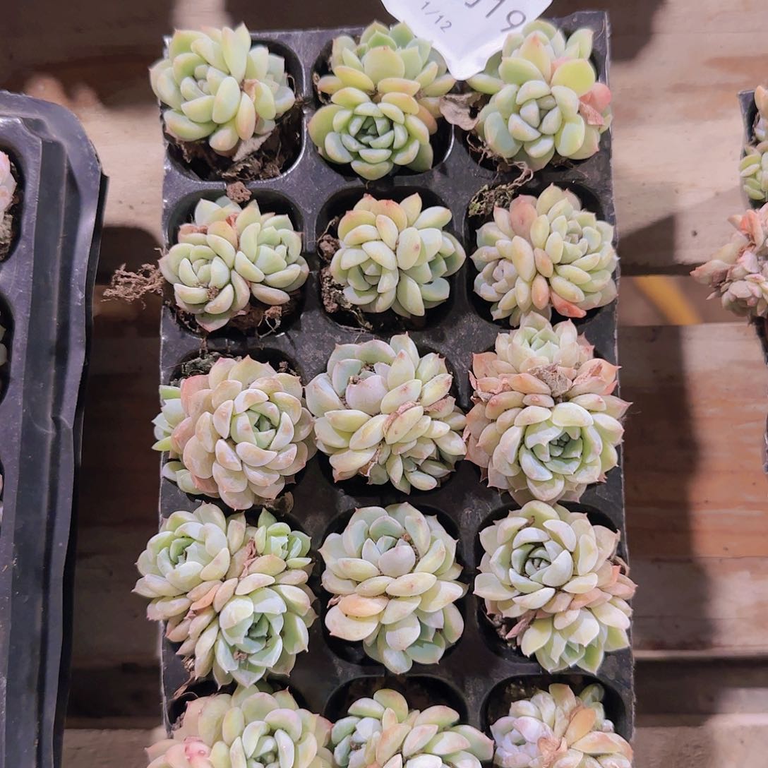 直播一物一拍多肉19