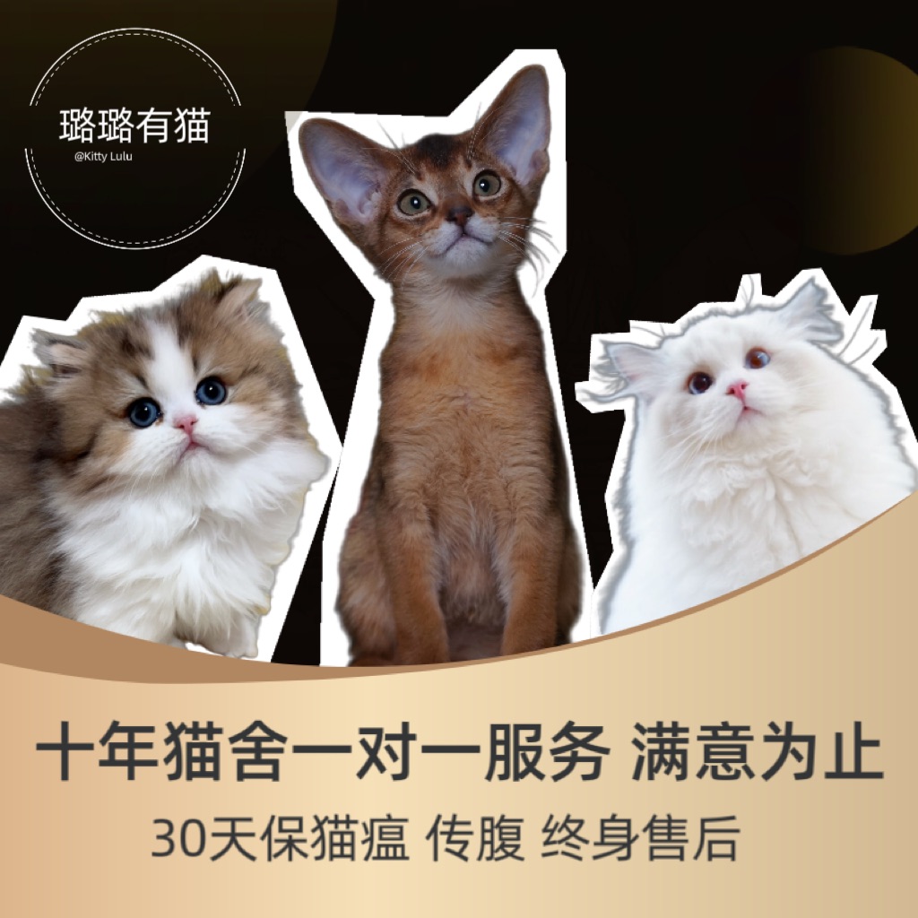 【璐璐有猫】猫咪活体购买全款链接I 流程咨询主播