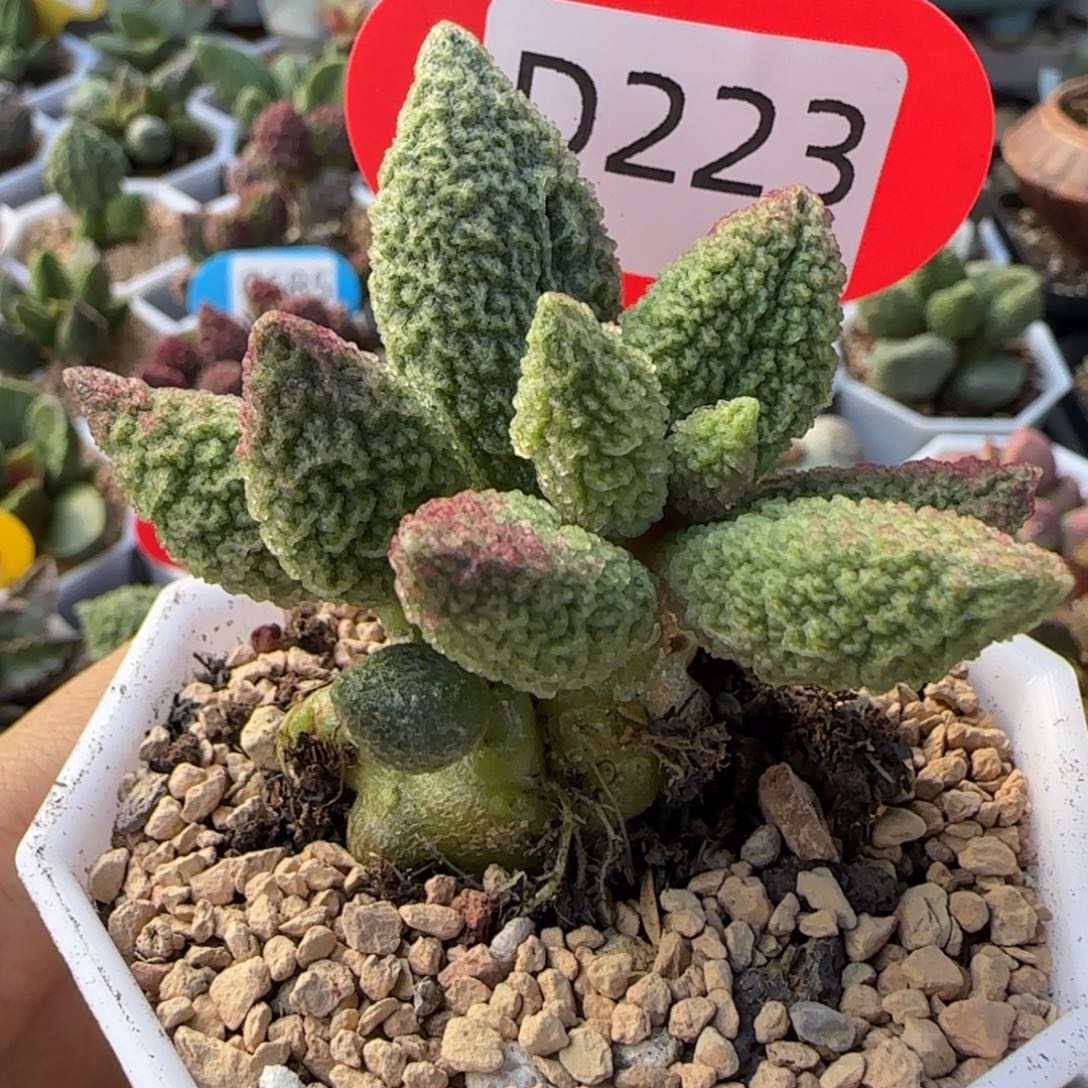 果***子七彩龙珠。   223。     