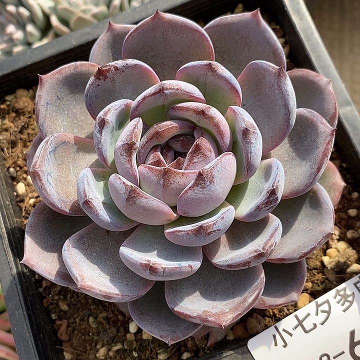 小七夕多肉黑橙69