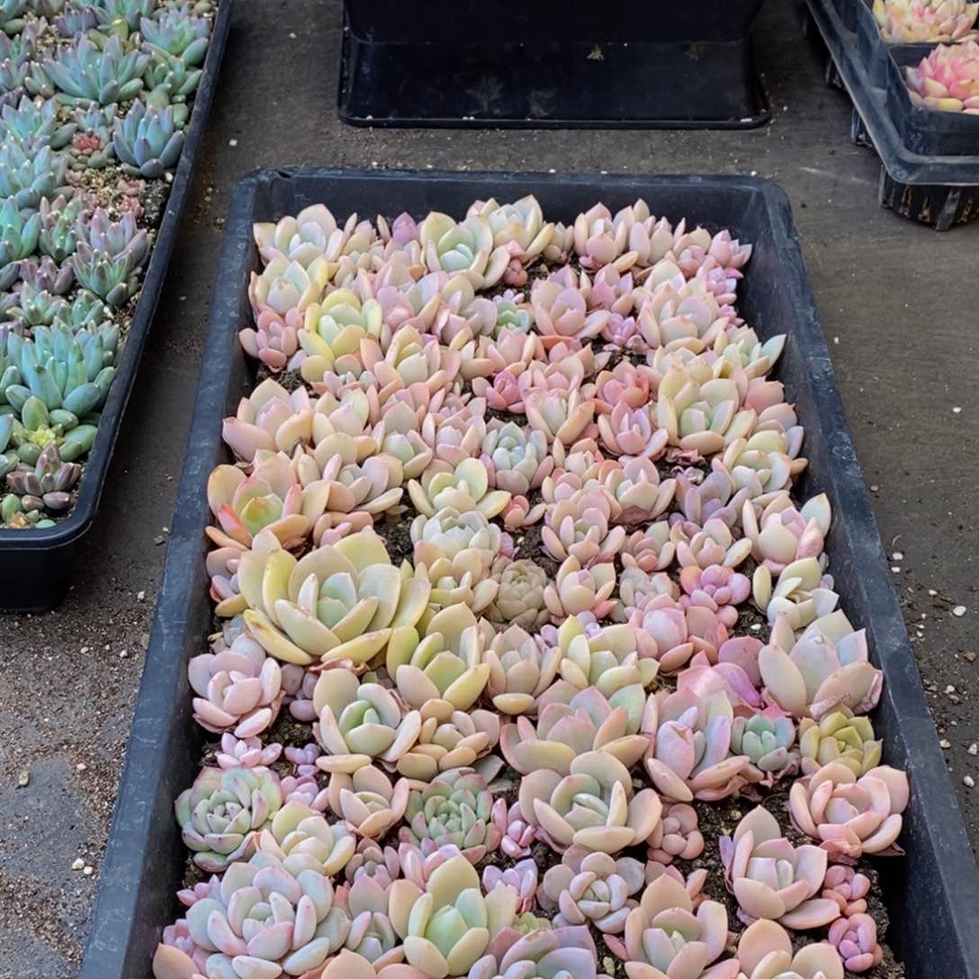 162多肉植物保护研究所所长助理研究员