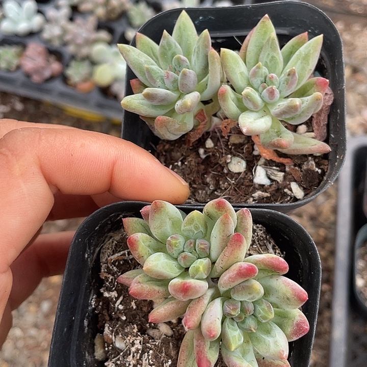 车厘子随机发满18包邮