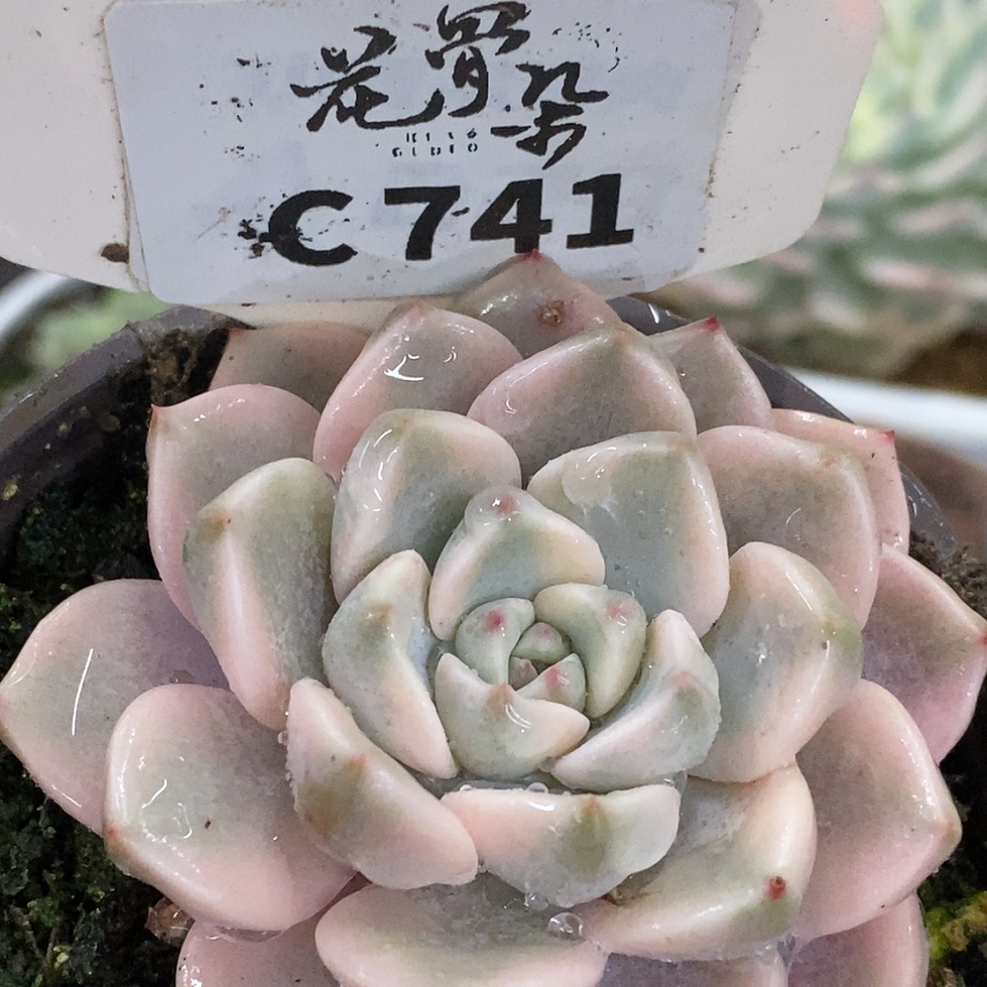 741红粉哈哈哈哈哈