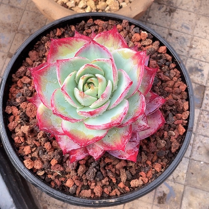 宽叶双面拉丝惊鸿11脱土发