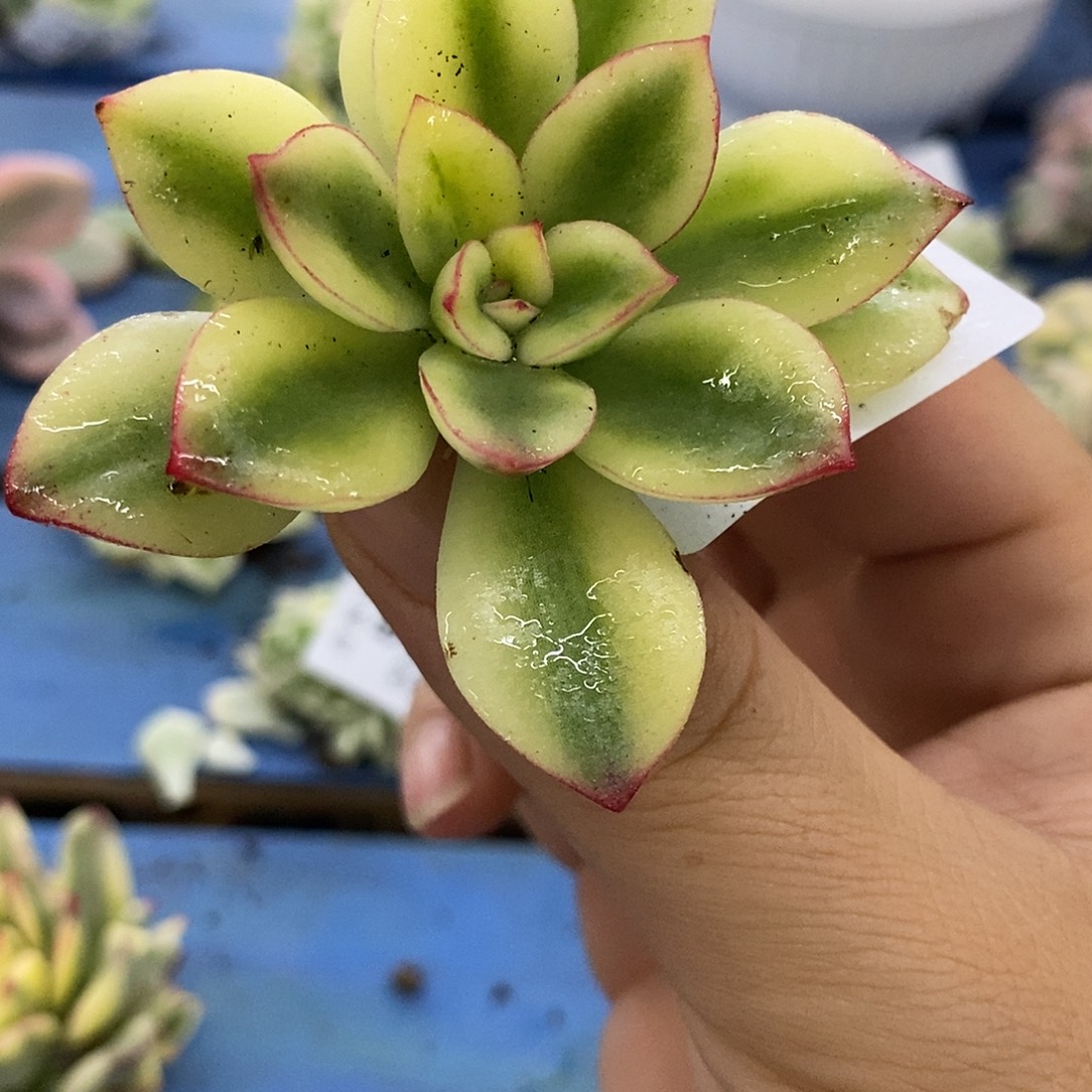 74紫梦锦炸多肉植物