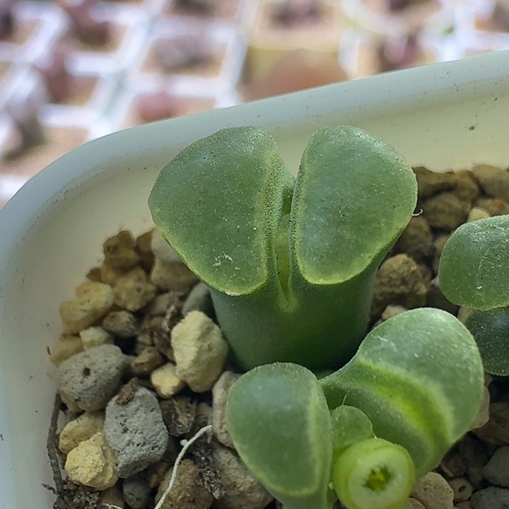 16号双头1802.8佛肚尺寸小