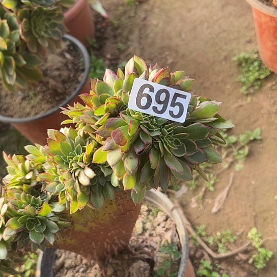 用***7多肉植物一个万皇695