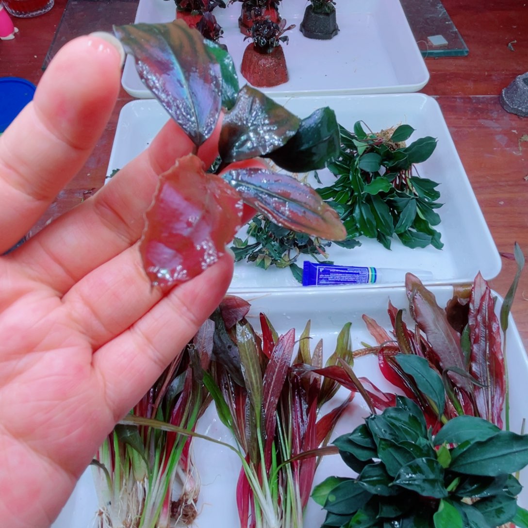 静***候泄湖弹头发色精品