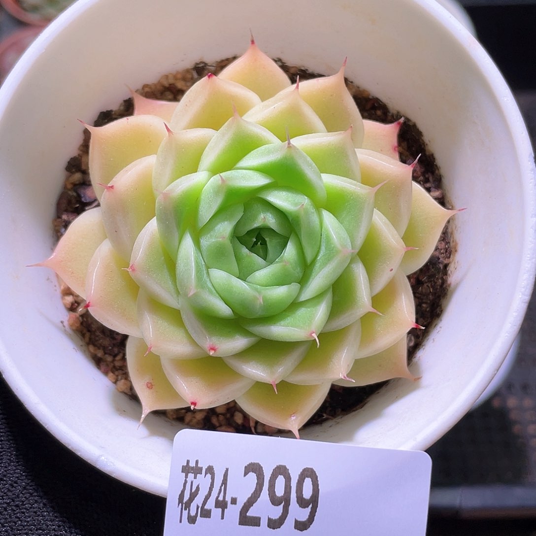 花利美24-299麦秆