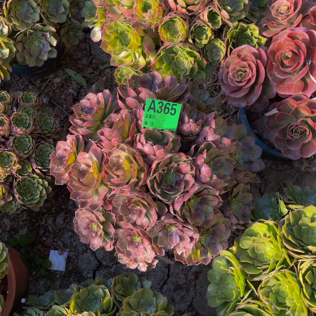 黑魔法师朵朵5-46