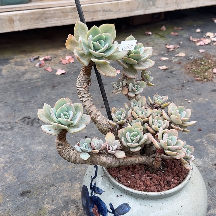 青*683白凤无主头脱土发货入