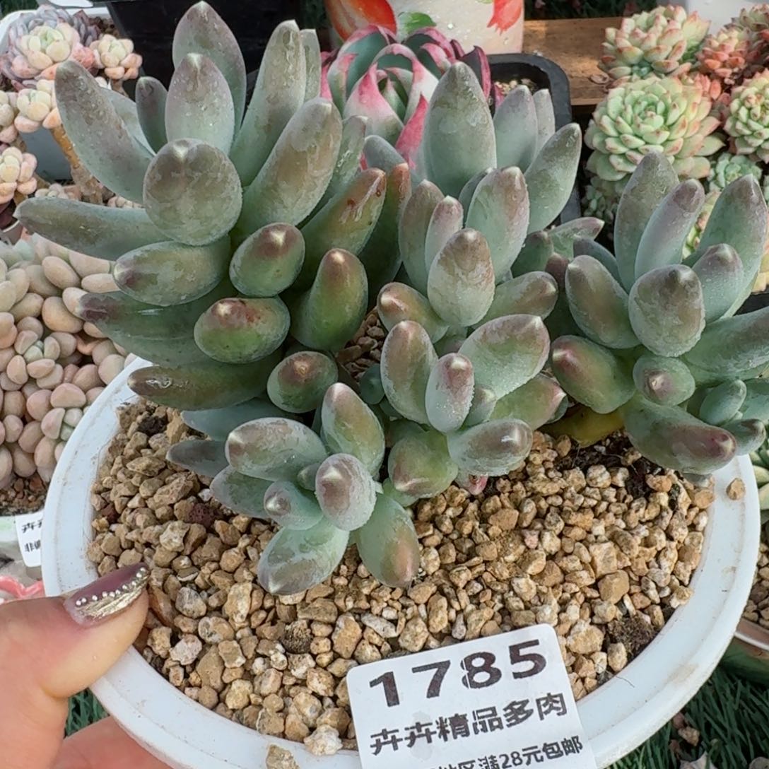 1785一物一拍（满28包邮）