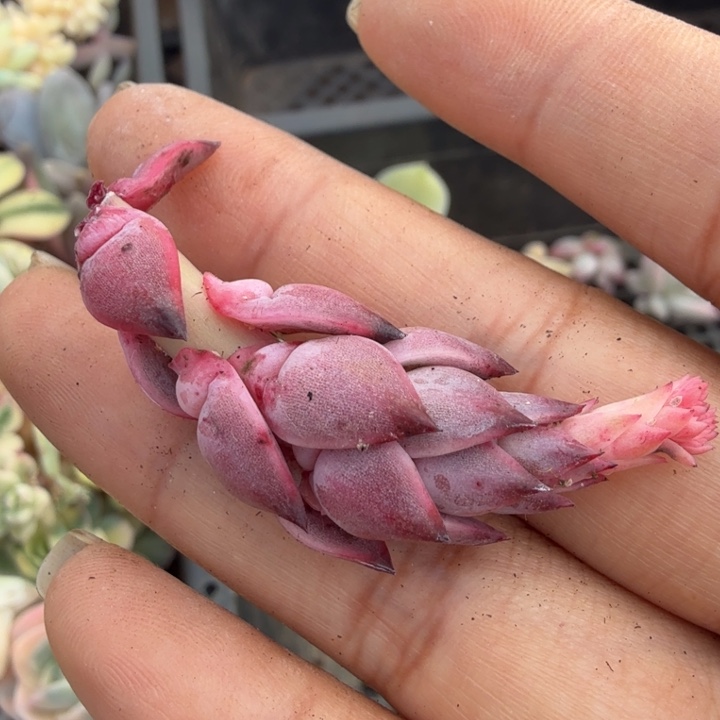 罗宾锦 腹轮锦 一根