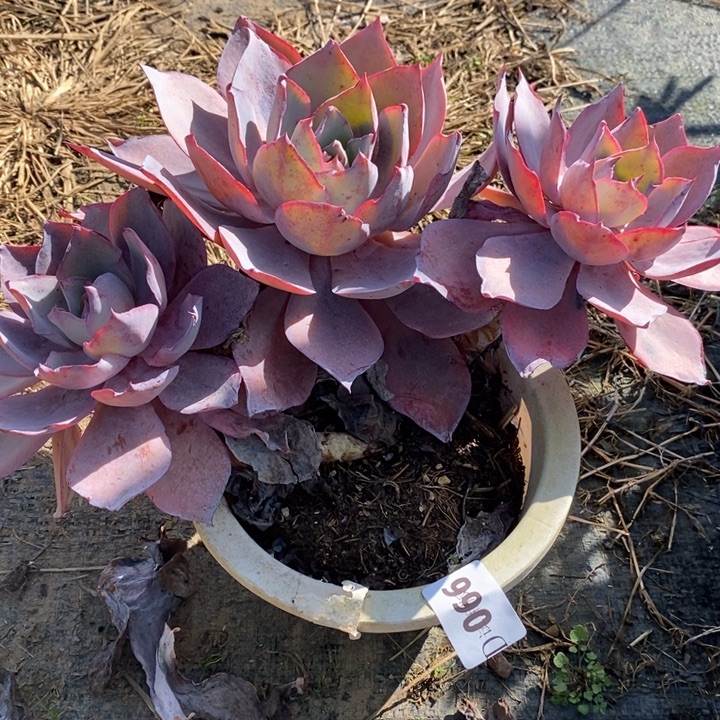 关***关066晚霞多肉植物多肉