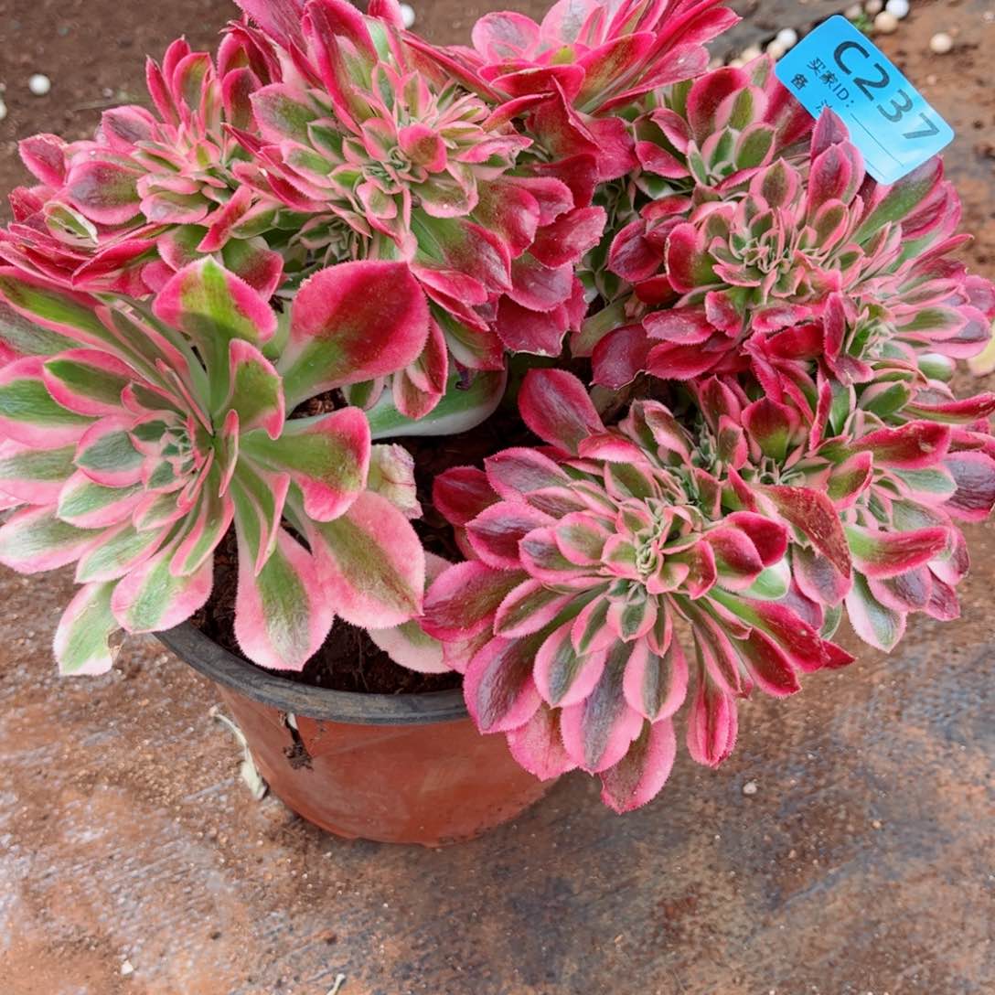 多肉植物237福利