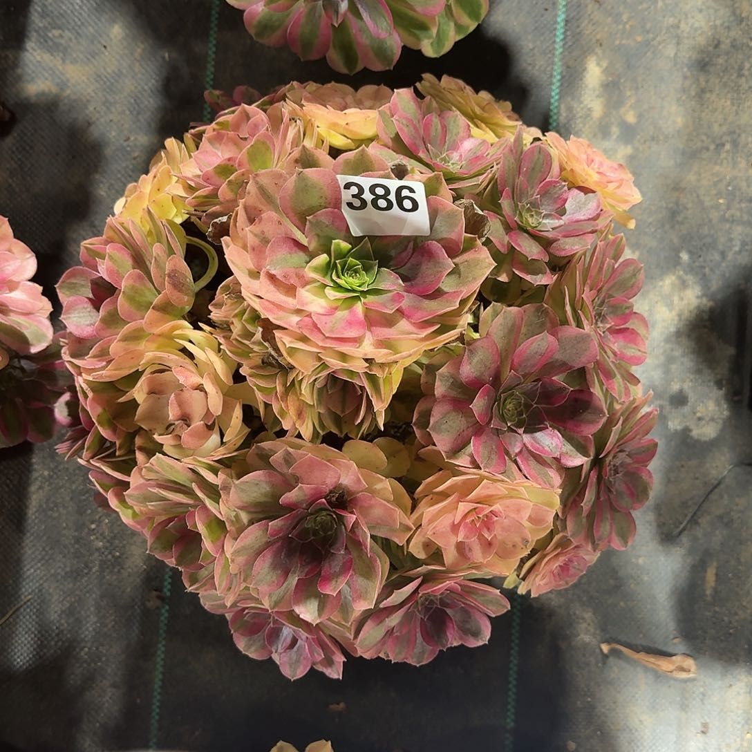 超大雨河多肉植物老庄386