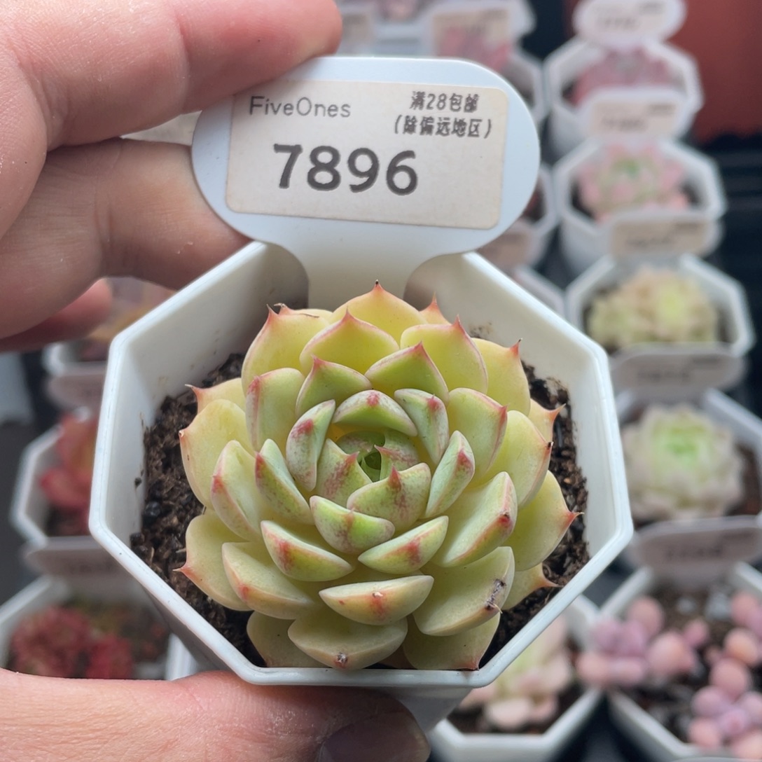 苯巴蒂斯7896-5厘米