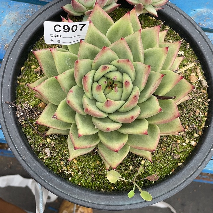 若如东云单拍C907