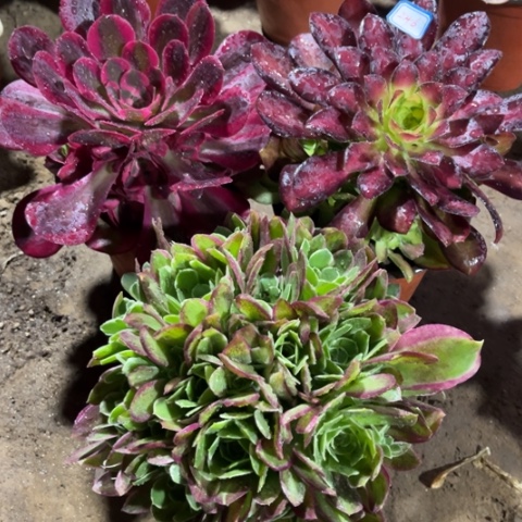 246多肉植物组合