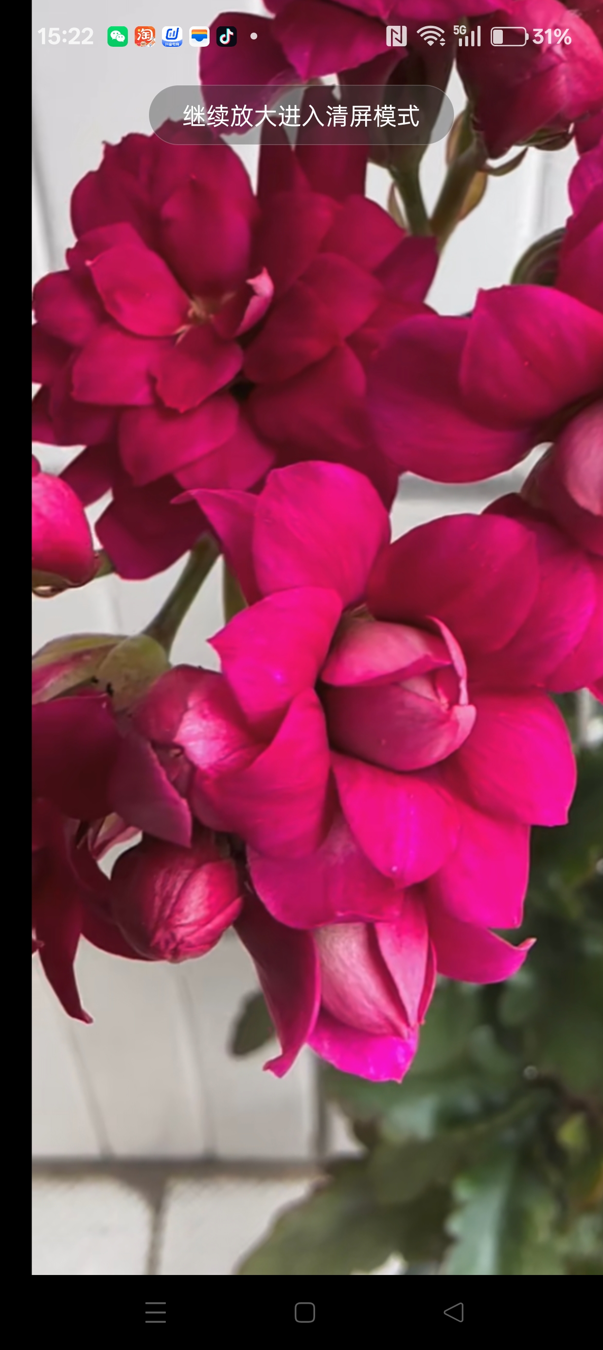 优雅紫，重瓣切花，开花花大色艳
